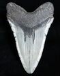 Monster Lower Megalodon Tooth - #3599-2